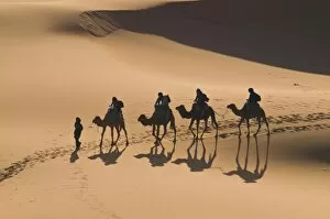 Camels in the dunes, Merzouga, Morocco, North Africa, Africa