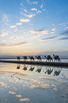 Camels loaded with pan of salt walking through a salt lake at sunset, Danakil depression Camels loaded with pan of salt walking through a salt lake at sunset, Danakil depression