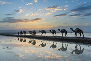 Camels loaded with pan of salt walking through a salt lake at sunset, Danakil depression Camels loaded with pan of salt walking through a salt lake at sunset, Danakil depression