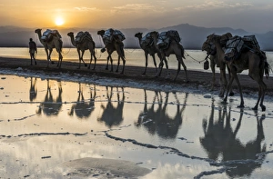 Camels loaded with pans of salt walking through a salt lake, Danakil depression, Ethiopia Camels loaded with pans of salt walking through a salt lake, Danakil depression, Ethiopia