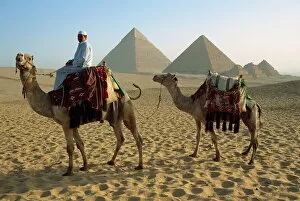 Camel Gallery: Camels and rider at the Giza Pyramids, UNESCO World Heritage Site, Giza