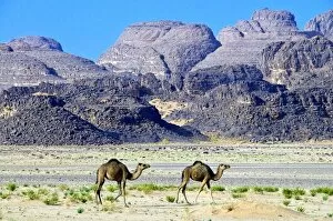 Two Animals Gallery: Camels in the Sahara Desert, Tassili n Ajjer, Algeria, North Africa, Africa