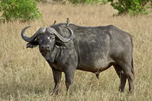 Cape buffalo or African buffalo (Syncerus caffer) with yellow-billed oxpecker Cape buffalo or African buffalo (Syncerus caffer) with yellow-billed oxpecker