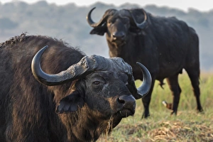 Cape Buffalo Print, Chobe River, Botswana