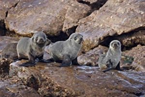 Three Cape fur seal (South African fur seal) (Arctocephalus pusillus) pups Three Cape fur seal (South African fur seal) (Arctocephalus pusillus) pups