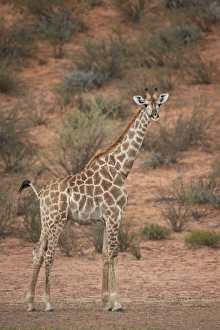 Cape giraffe (Giraffa camelopardalis giraffa), Kgalagadi Transfrontier Park encompassing Cape giraffe (Giraffa camelopardalis giraffa), Kgalagadi Transfrontier Park encompassing