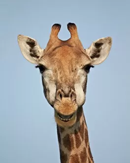 Cape giraffe (Giraffa camelopardalis giraffa), Kruger National Park, South Africa, Africa