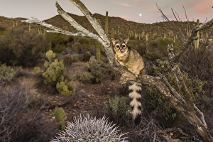 Captive ringtail (Bassariscus astutus) at sunset, Arizona Sonora Desert Museum, Tucson