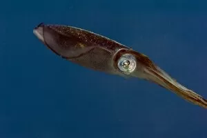 Images Dated 9th November 2012: Caribbean reef squid (Sepioteuthis sepioidea), Dominica, West Indies, Caribbean, Central America