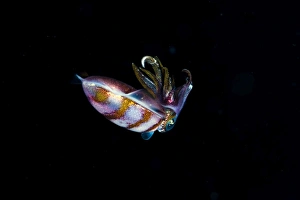 Caribbean reef squid (Sepioteuthis sepioidea), Dominica, West Indies, Caribbean Caribbean reef squid (Sepioteuthis sepioidea), Dominica, West Indies, Caribbean