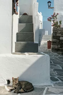 Cat basking in the sun by traditional white Greek houses, Kastro Village, Sifnos