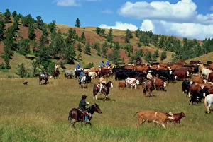 Cattle round-up in high pasture, Lonesome Spur Ranch, Lonesome Spur, Montana Cattle round-up in high pasture, Lonesome Spur Ranch, Lonesome Spur, Montana