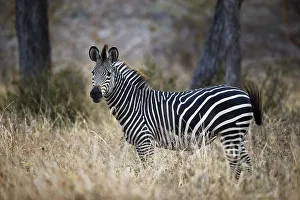 Ccommon zebra (plains zebra) (Burchells zebra) (Equus burchelli), Selous Game Reserve Ccommon zebra (plains zebra) (Burchells zebra) (Equus burchelli), Selous Game Reserve