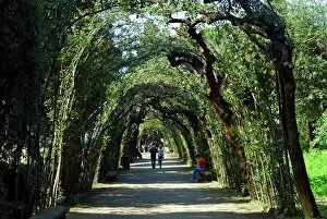 Images Dated 30th March 2008: Cerchiata Grande, Boboli Gardens, Florence, Tuscany, Italy, Europe