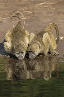 Chacma baboons (Papio ursinus griseipes) drinking, Chobe National Park, Botswana, Africa Chacma baboons (Papio ursinus griseipes) drinking, Chobe National Park, Botswana, Africa