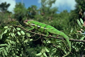 Chameleon, Madagascar, Africa
