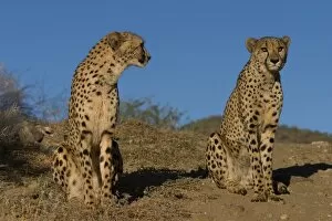 Images Dated 11th June 2003: Cheetah, Acinonyx jubatus
