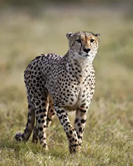 Images Dated 11th September 2016: Cheetah (Acinonyx jubatus), Addo Elephant National Park, South Africa, Africa