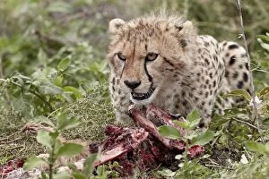 Cheetah (Acinonyx jubatus) cub at a kill, Serengeti National Park, Tanzania