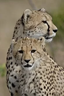 Cheetah Gallery: Cheetah (Acinonyx jubatus) cub and mother, Masai Mara National Reserve