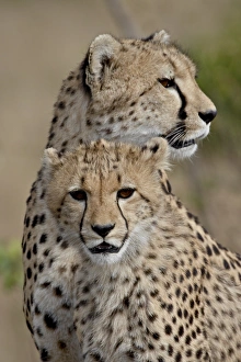 Cheetah (Acinonyx jubatus) cub and mother, Masai Mara National Reserve Cheetah (Acinonyx jubatus) cub and mother, Masai Mara National Reserve