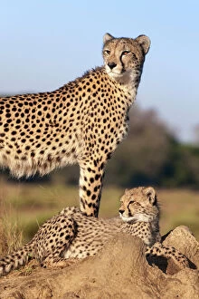 Cheetah Gallery: Cheetah (Acinonyx jubatus) with cub, Phinda private game reserve, Kwazulu Natal, South Africa