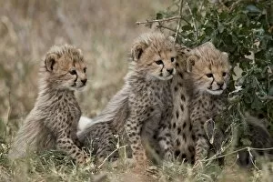 Serengeti National Park Collection: Three cheetah (Acinonyx jubatus) cubs about a month old, Serengeti National Park