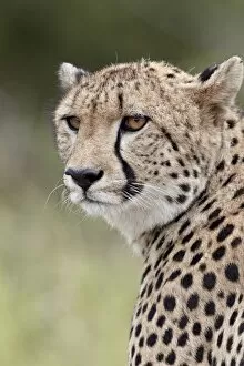 Cheetah Gallery: Cheetah (Acinonyx jubatus), Kruger National Park, South Africa, Africa