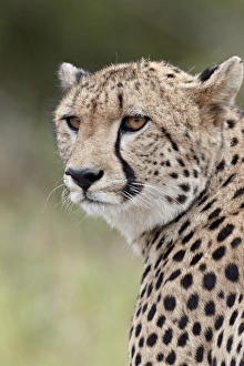 Images Dated 14th March 2011: Cheetah (Acinonyx jubatus), Kruger National Park, South Africa, Africa