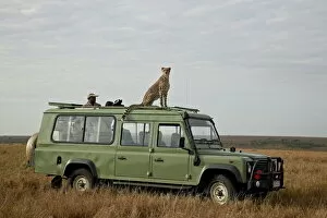 Adventure Collection: Cheetah (Acinonyx jubatus) on Land Rover safari vehicle, Masai Mara National Reserve