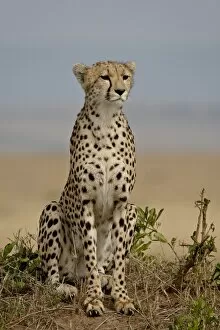 Cheetah Gallery: Cheetah (Acinonyx jubatus), Masai Mara National Reserve, Kenya, East Africa, Africa