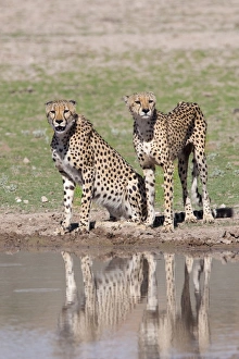 Cheetah (Aconinyx jubatus), at water, Kgalagadi Transfrontier Park, South Africa, Africa Cheetah (Aconinyx jubatus), at water, Kgalagadi Transfrontier Park, South Africa, Africa