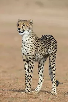 Cheetah Gallery: Cheetah cub (Acinonyx jubatus), Kgalagadi Transfrontier Park, Northern Cape, South Africa, Africa