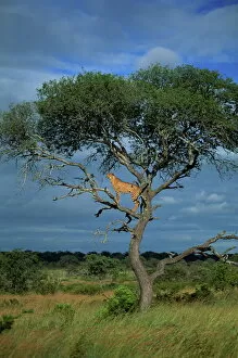 Cheetah Gallery: Cheetah in a tree