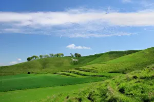 Prints of Cherhill white horse, first cut into chalk downland in 1780, Wiltshire, England, United Kingdom, Europe Wiltshire Prints: Cherhill White Horse Print, Wiltshire 1780