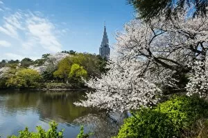 Images Dated 26th March 2013: Cherry blossom in the Shinjuku-Gyoen Park, Tokyo, Japan, Asia
