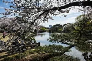 Images Dated 26th March 2013: Cherry blossom in the Shinjuku-Gyoen Park, Tokyo, Japan, Asia