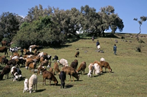 Children tending goats near Sankaber, Simien Mountain National Park, Ethiopia, Africa Children tending goats near Sankaber, Simien Mountain National Park, Ethiopia, Africa