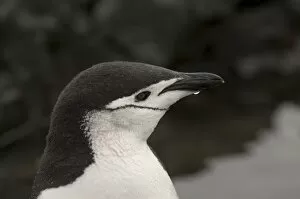 Chin Strap Gallery: Chinstrap penguin, Aitcho Island, South Shetland Islands, Antarctica, Polar Regions