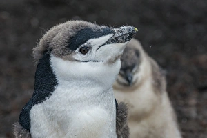 Chinstrap penguin chick (Pygoscelis antarctica) on a black volcanic beach, Saunders Island Chinstrap penguin chick (Pygoscelis antarctica) on a black volcanic beach, Saunders Island