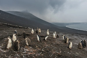 Chinstrap penguin colony (Pygoscelis antarctica), Saunders Island, South Sandwich Islands Chinstrap penguin colony (Pygoscelis antarctica), Saunders Island, South Sandwich Islands