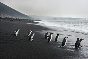 Eudyptes Chrysocome Gallery: Chinstrap penguin group (Pygoscelis antarctica), Saunders island, South Sandwich Islands