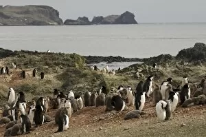 Chin Strap Gallery: Chinstrap penguins, Aitcho Island, South Shetland Islands, Antarctica, Polar Regions