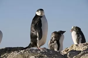 Chin Strap Gallery: Chinstrap penguins, Gourdin Island, Antarctic Peninsula, Antarctica, Polar Regions