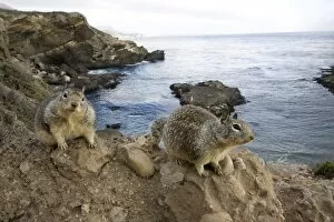 Images Dated 5th June 2008: Chipmunks, San Francisco, California, United States of America, North America