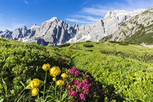 Cima dei Colesei and Popera group surrounded by rhododendrons in bloom, Comelico Cima dei Colesei and Popera group surrounded by rhododendrons in bloom, Comelico