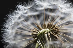 Close up of Dandelion seedhead, United Kingdom, Europe Close up of Dandelion seedhead, United Kingdom, Europe
