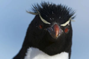 Eudyptes Chrysocome Gallery: Close up portrait of a rockhopper penguin (Eudyptes chrysocome), Falkland Islands