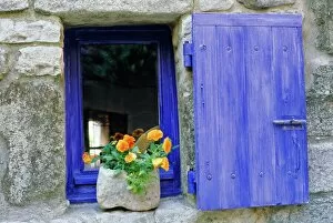 Domestic Life Gallery: Close-up of blue shutter, window and yellow pansies, Villefranche sur Mer