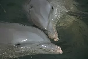 Marine Life Collection: Close-up of bottlenose dolphins kissing